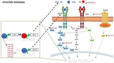 GH and IGF System: The Regulatory Role of miRNAs and lncRNAs in Cancer